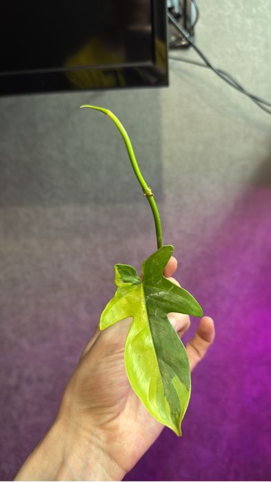 Продам разных малышей растений.