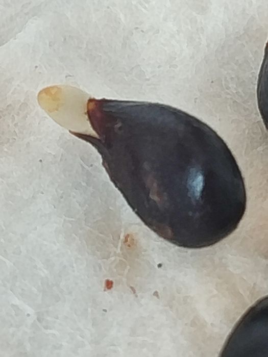 Продам семечко яблони