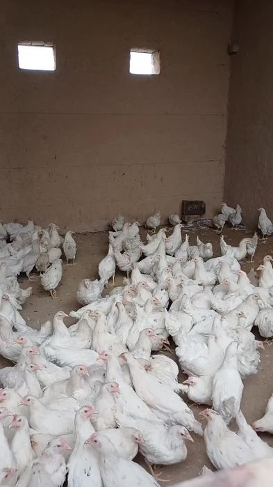 Tuxumga yaqin loman sendi tovuqlari sotiladi