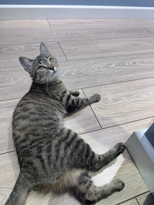 Котенок девочка 8 месяцев