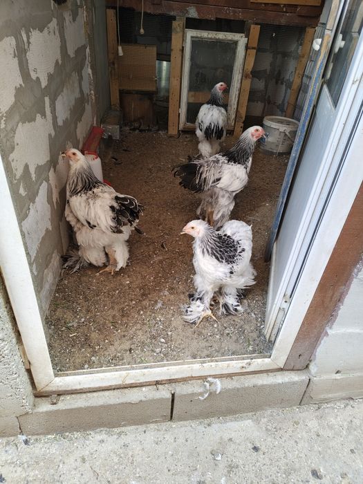 Cocoș , găini si pui Brahma Herminat deschis
