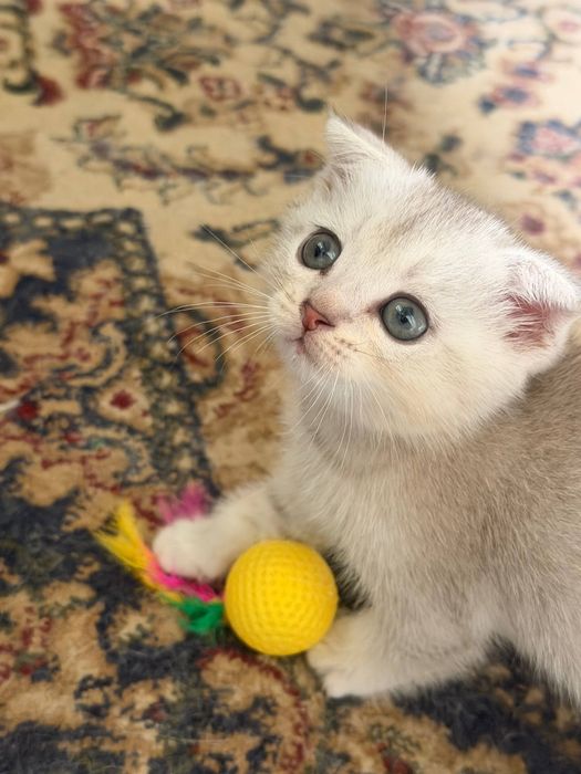 Котят мушук болалари
