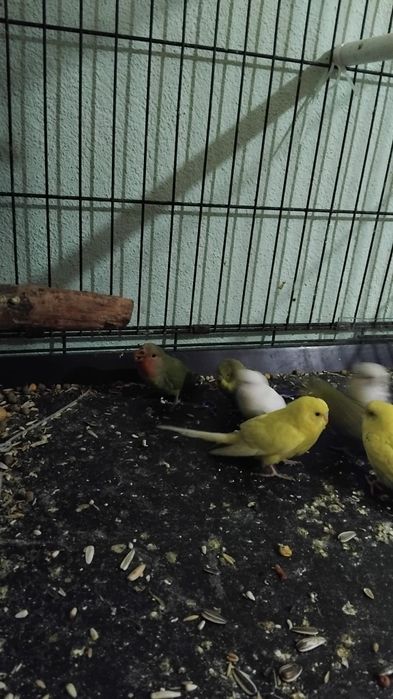 Vând sau schimb peruși