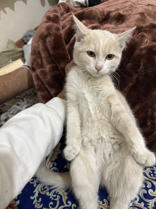 Uy mushugi sotiladi rangi malla yoshi 4 oylik