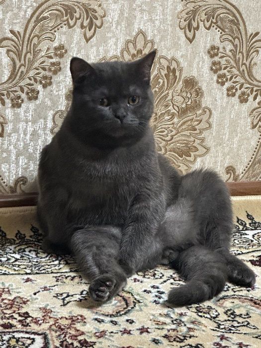 Lyuboyisimni quyavering