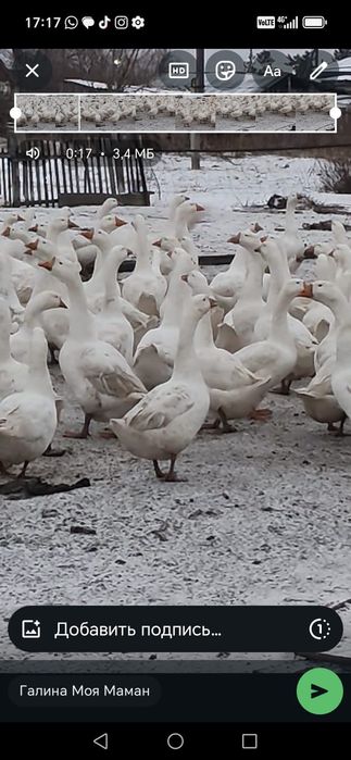 Продам мясо гуся