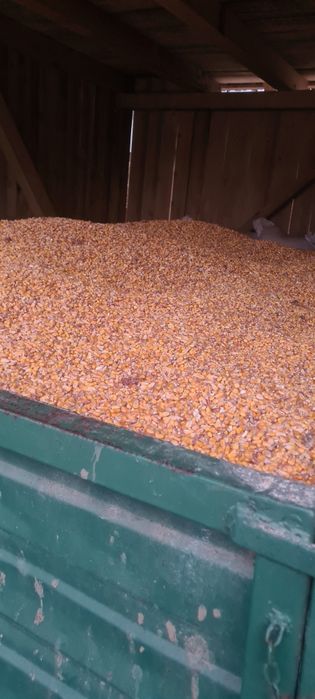 Porumb uscat de vanzare