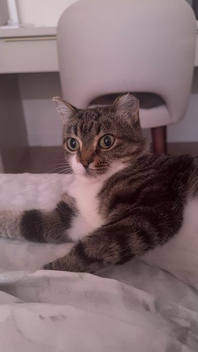 Отдаем в хорошие руки кошечку Стеллу