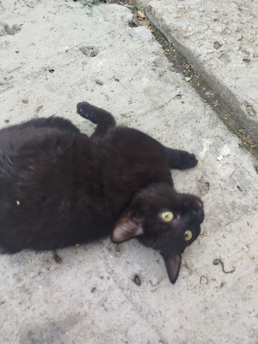 Отдам котенка в добрые руки