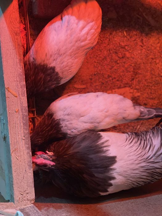 Lakenfeldr Galuboy {turkiya} Tayyor jojalari sotuvda bor