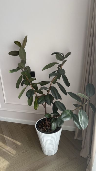 Продам цветы - фикус. В горшке