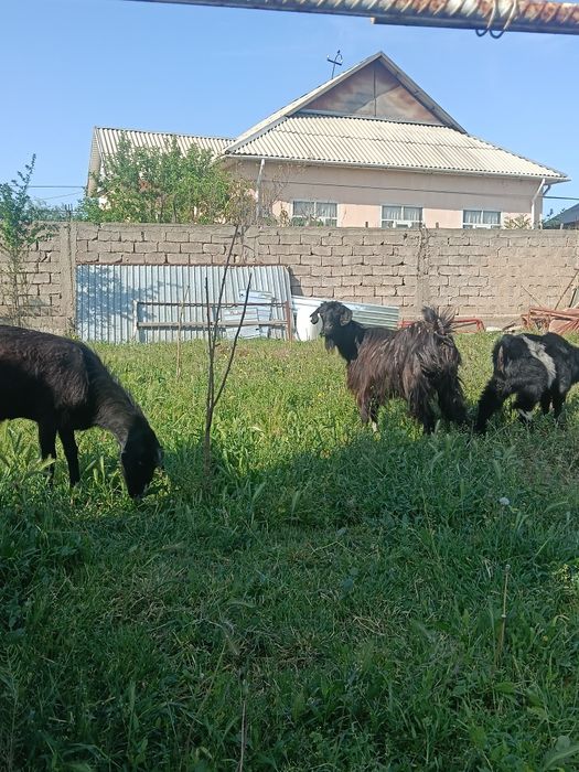 Ешкі сатылады Барлығы бірге