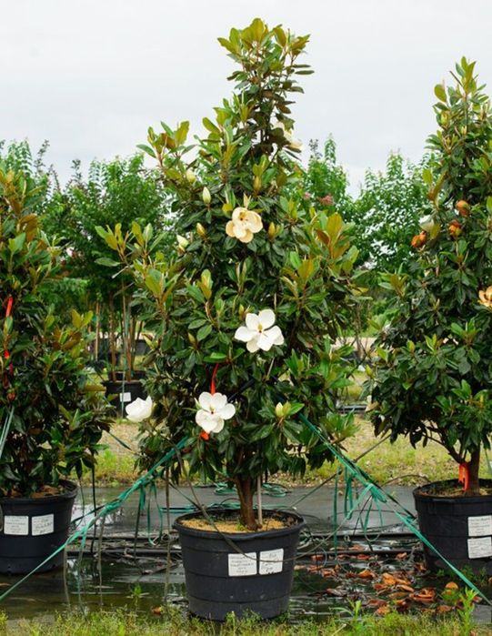 Магнолия уруги, семена магнолии