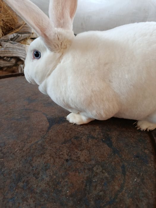 Iepuri Rex alb cu ochi albaștri