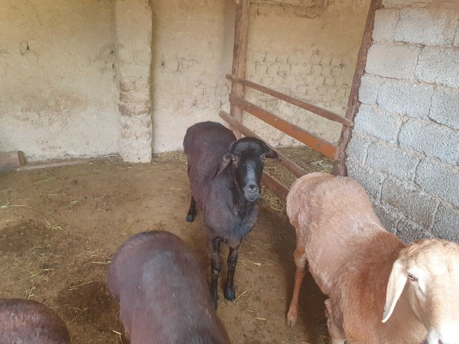 Qurbonlik  qo‘chqorlar sotiladi! ​: Tirik vazni 75-80 kg atrofida.