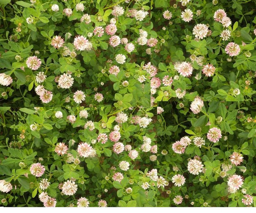 Trifoi alb, rosu, incarnat, suedez = seminte plante leguminoase