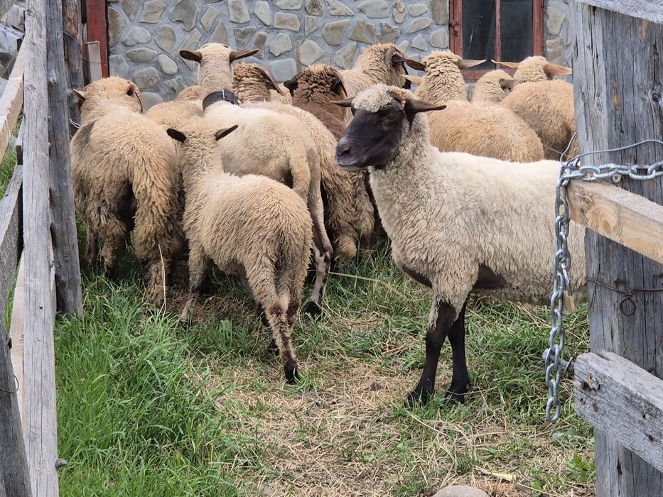 Miei pentru Paste si oi cu miei