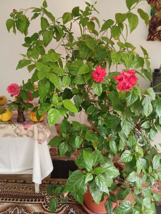 Vând trandafir turcesc la ghiveci de 50  litri 50