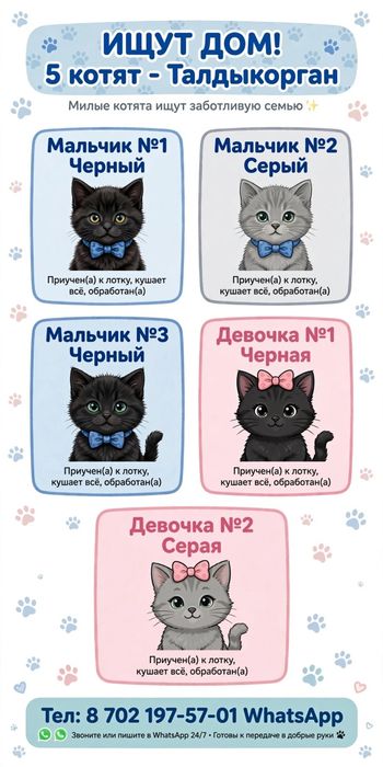 Отдам котят в хорошие добрые руки
