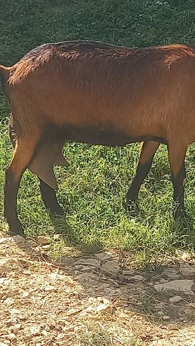 Lapte și brânză de capră  alpina