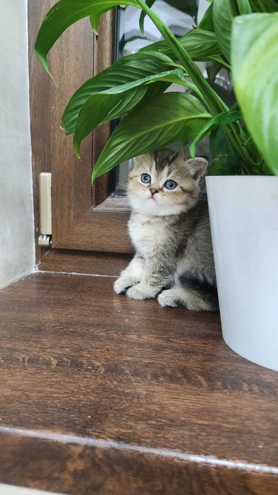 Продаются породистые котята