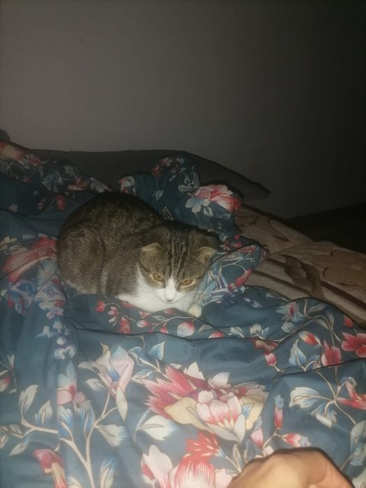 Отдам котёнка бесплатно