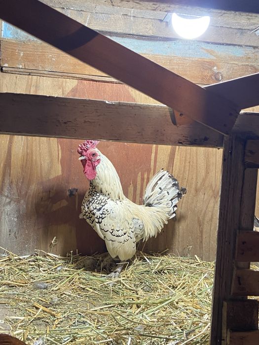 Продам сибрайт пару