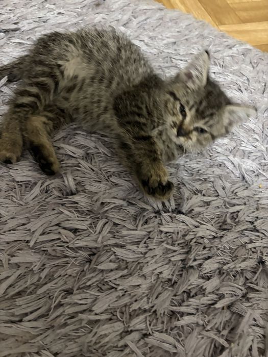 Котенок в добрые руки(мальчик)