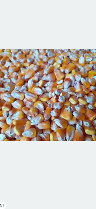 Porumb de vanzare 1,20kg