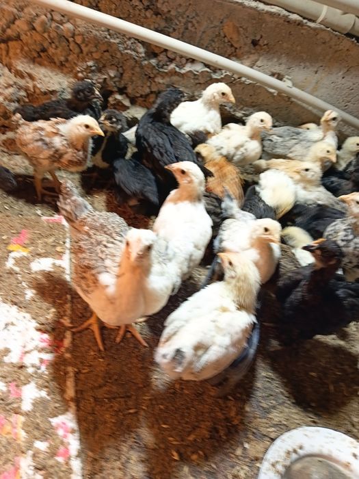 Домашний цыплята продается Балапандар сатылады