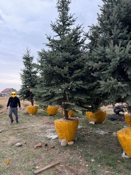 Голубая ель, зеленая ель с посадкой