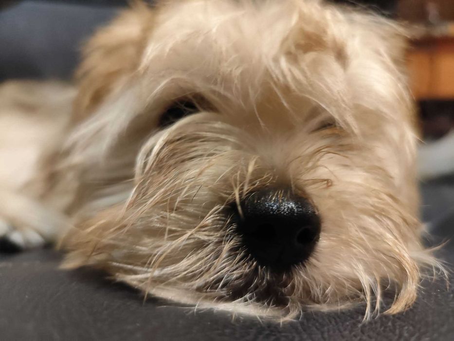 Йоркширски териер