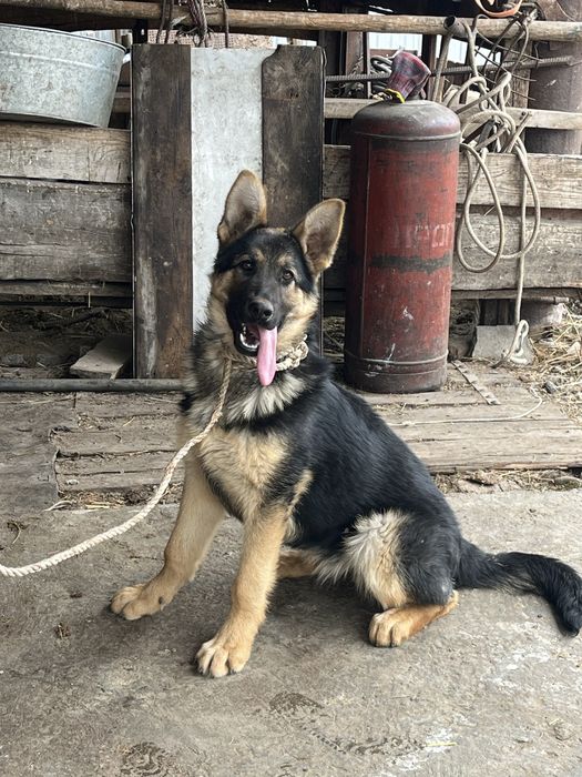 Продам немецкую овчарку