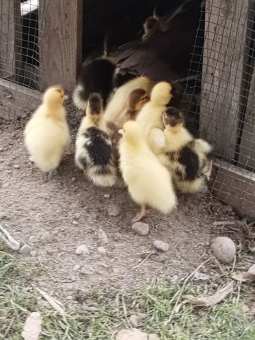 Продам индаутята