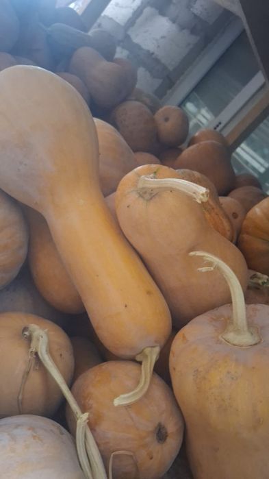 Продам тыкву мантную и турпан
