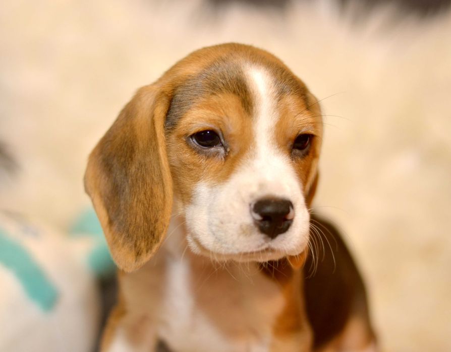 Pui Beagle tricolor din parinti cu pedigree