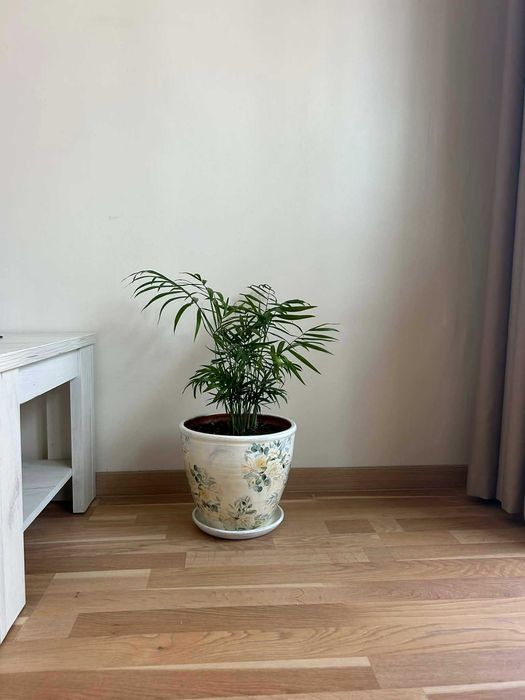 Палми Hamedoria, малка и голяма