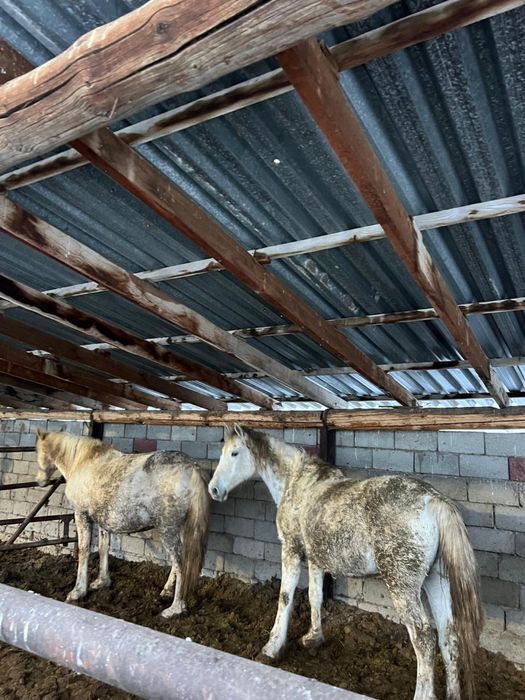 Бие 1.900тг саудасы болады