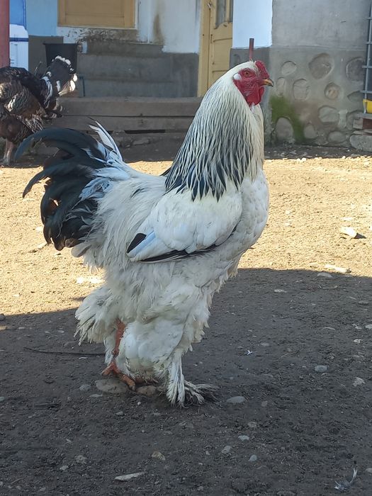 Vând ouă brahma herminat deschis.