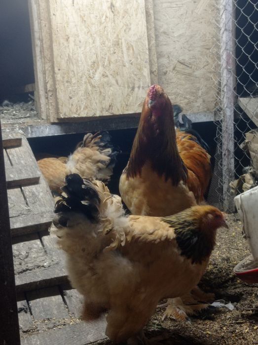 Инкубационные яйца палевых брам