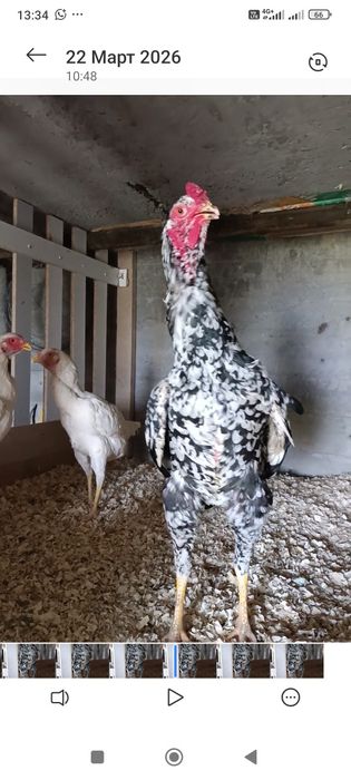 Апрельский Шамо кытай