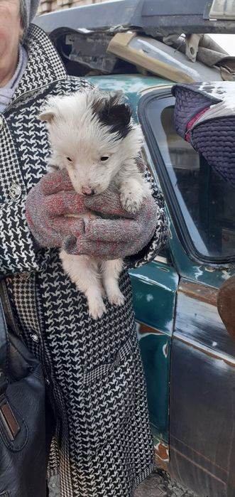 Отдам щенков бесплатно