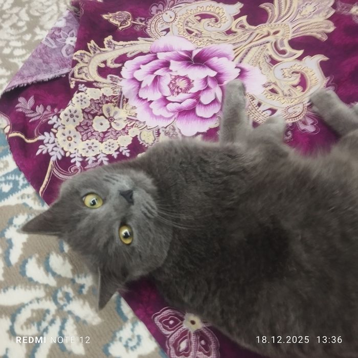 Mushik sotiladi 200ming