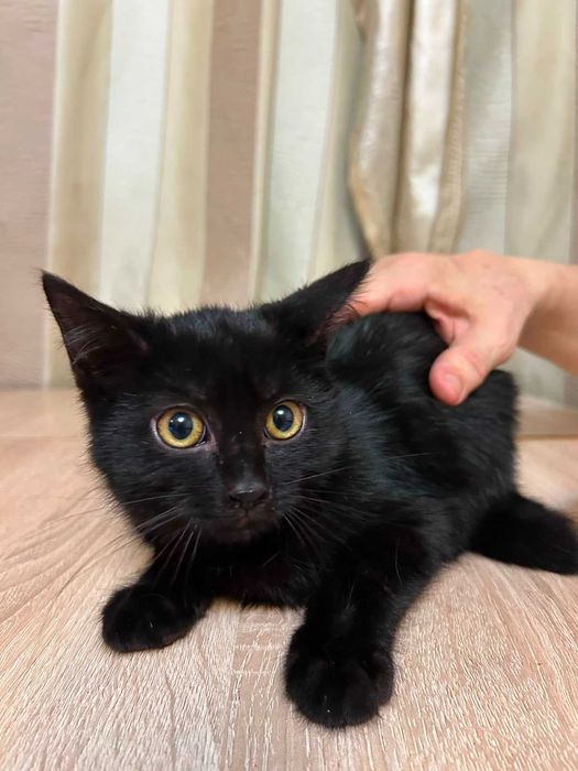 Котята бесплатно