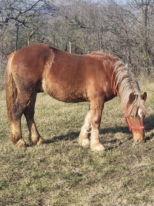 Manz greu  de vanzare