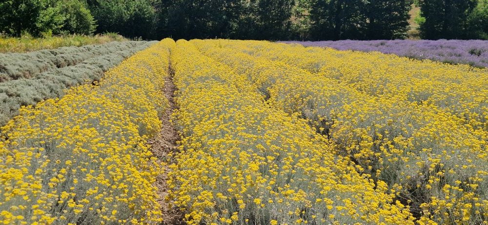 Butași de lavandă, rozmarin, salvia, echinaceea, immortele.