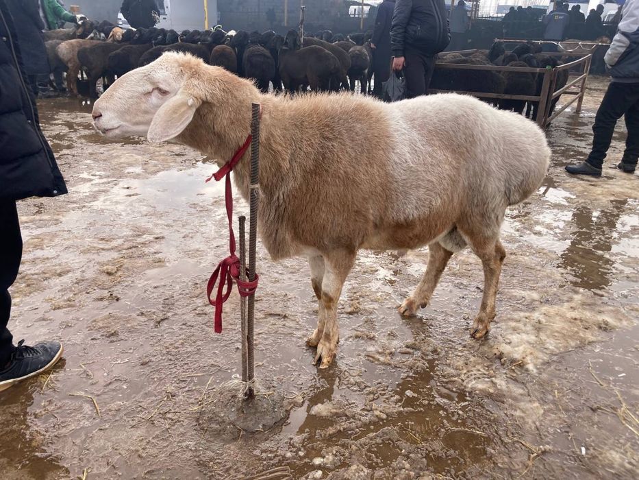 Qo’chqor sotiladi !