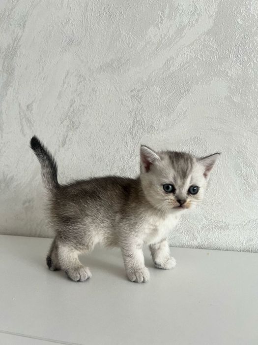 Британские серебристые шиншиллы