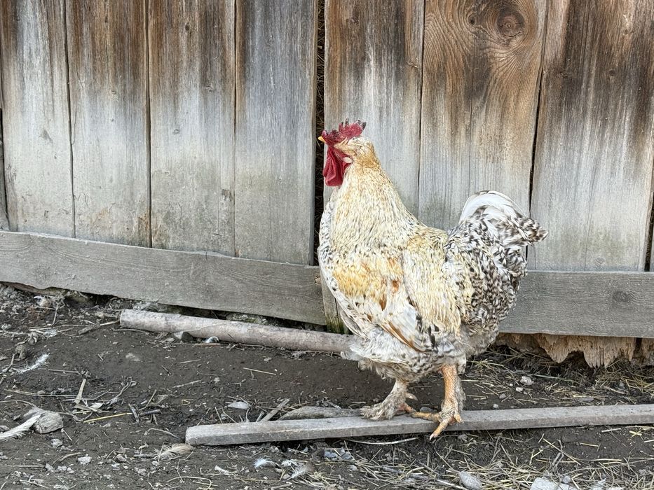 Vand Cocoș de casă