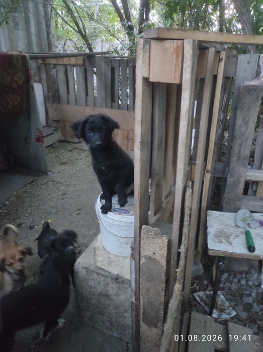 Симпатяшки ждут свои добрые дома.  Доставим.